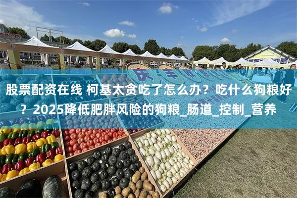 股票配资在线 柯基太贪吃了怎么办？吃什么狗粮好？2025降低肥胖风险的狗粮_肠道_控制_营养