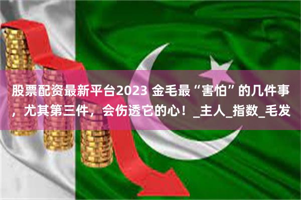 股票配资最新平台2023 金毛最“害怕”的几件事，尤其第三件，会伤透它的心！_主人_指数_毛发